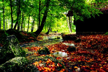 Leaf Nature Vegetation Water photo