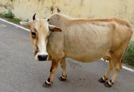 Cattle Like Mammal Fauna Cow Goat Family Ox photo