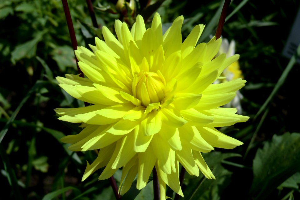 Flower Yellow Plant Flowering Plant
