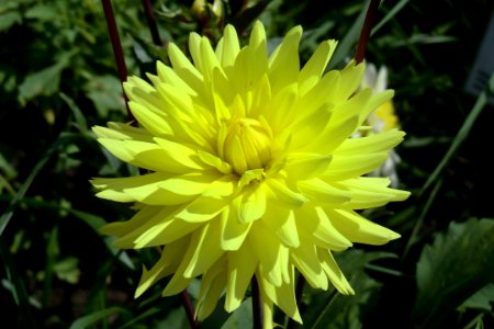 Flower Yellow Plant Flowering Plant photo