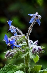 Plant Flora Flower Flowering Plant