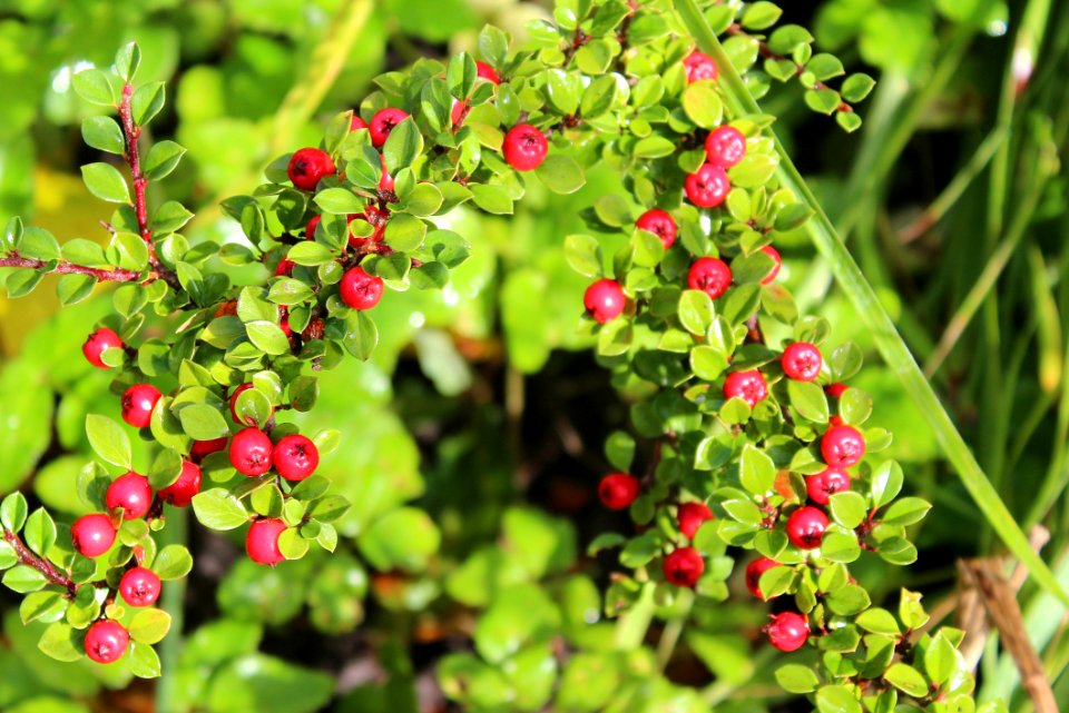Plant Berry Lingonberry Fruit