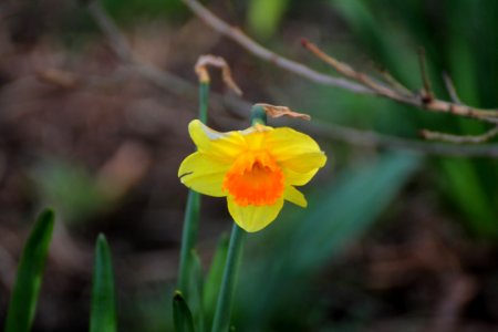 Flower Flora Plant Flowering Plant photo