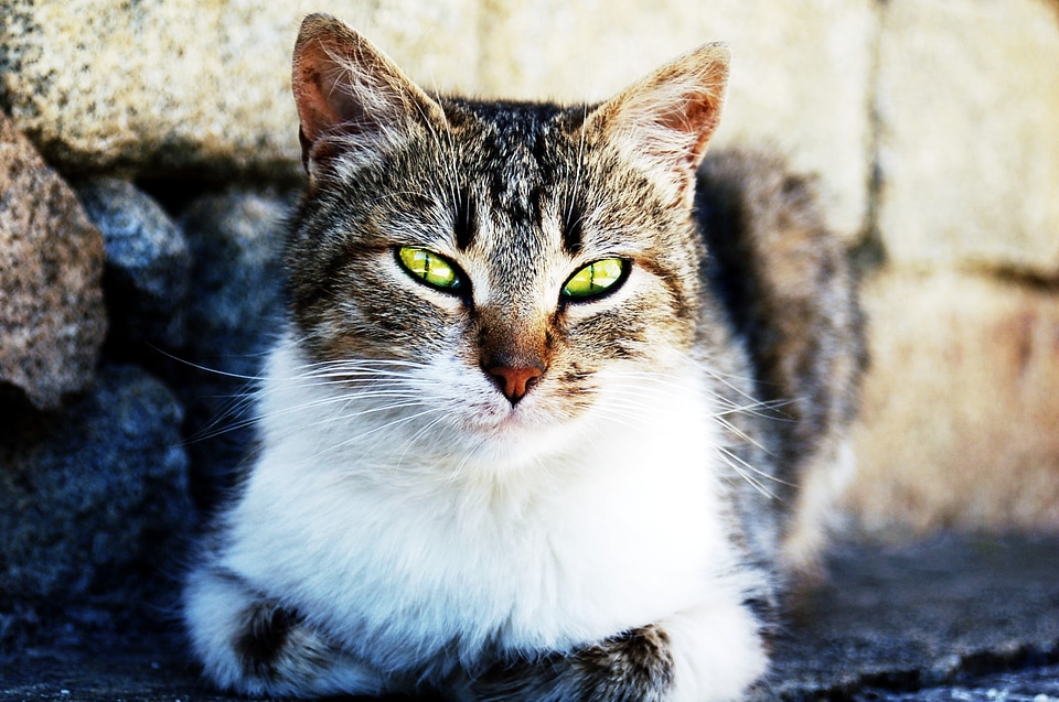 Cat face cute cat animals