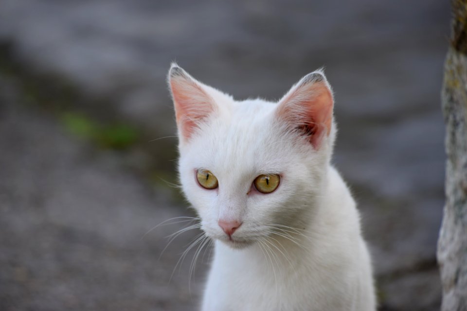 Cat Face Fauna Whiskers photo