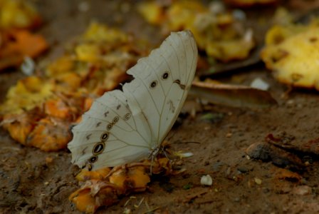 Moths And Butterflies Insect Invertebrate Butterfly