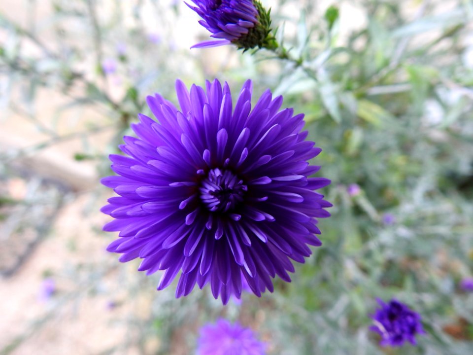 Flower Purple Aster Violet