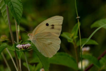 Butterfly Moths And Butterflies Insect Lycaenid