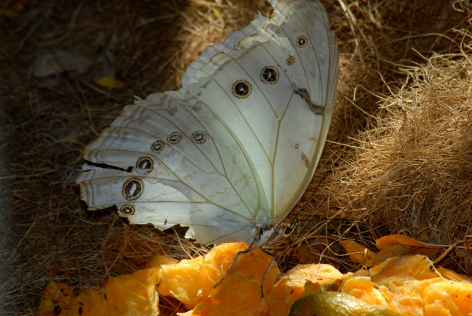Moths And Butterflies Butterfly Insect Invertebrate