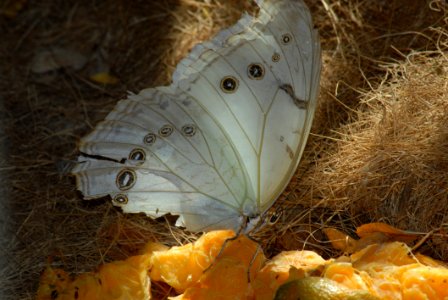 Moths And Butterflies Butterfly Insect Invertebrate photo
