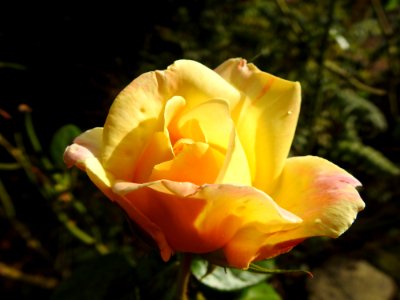 Rose Family Flower Rose Yellow