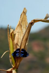 Fauna Insect Wildlife Pollinator