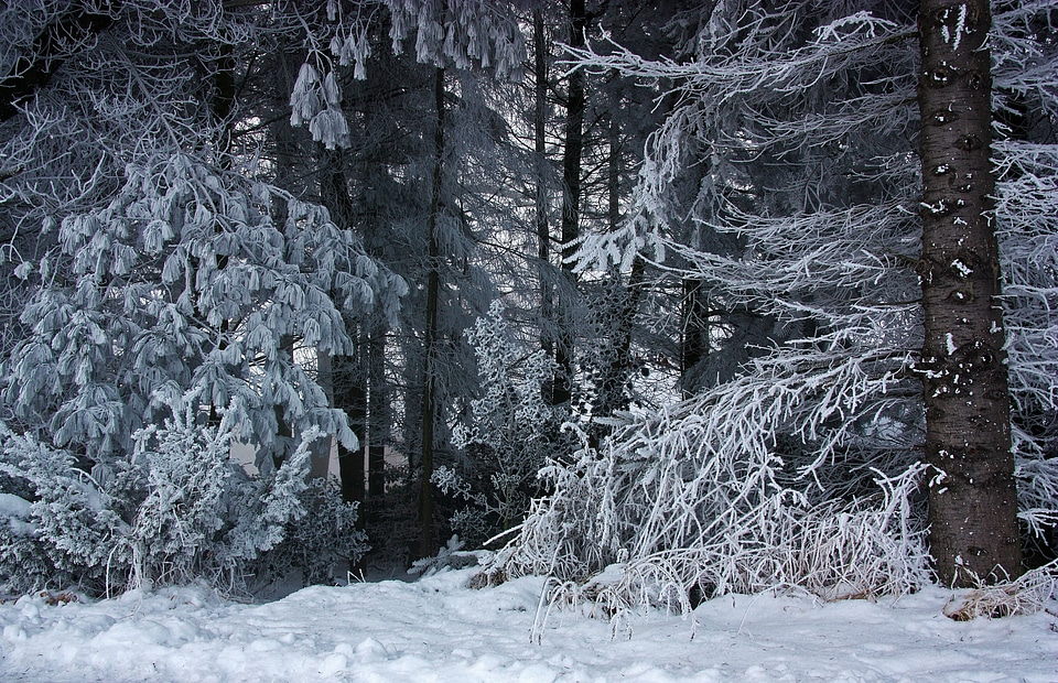 Ice hoarfrost frost