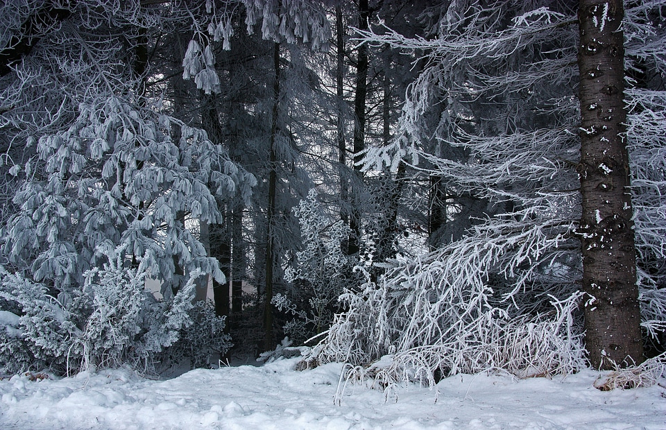 Ice hoarfrost frost photo