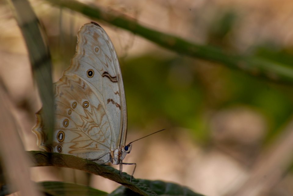 Butterfly Moths And Butterflies Insect Fauna