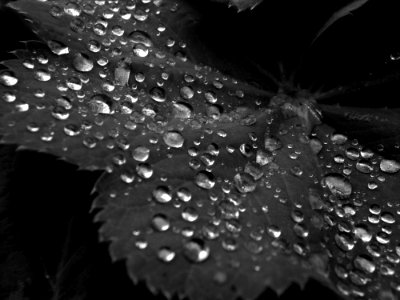 Water Drop Black And White Black photo