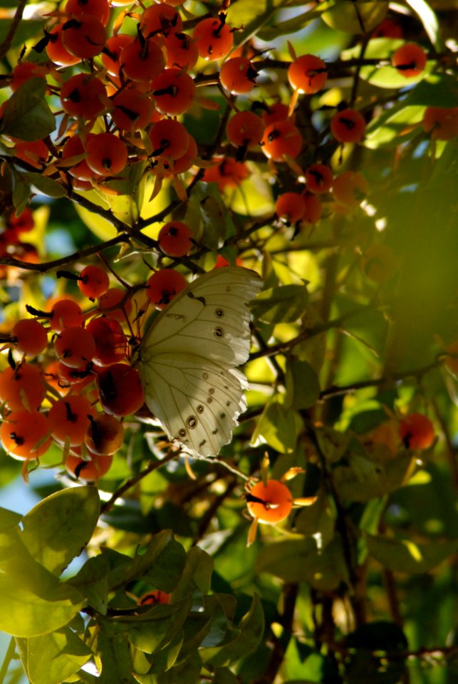 Leaf Deciduous Autumn Flora