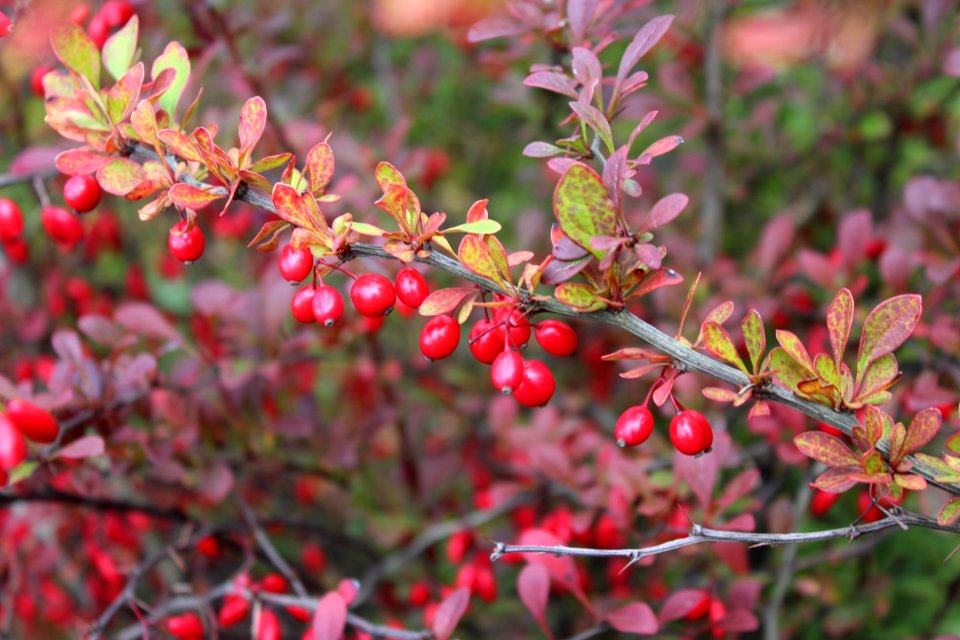 Plant Branch Heteromeles Pistacia Lentiscus