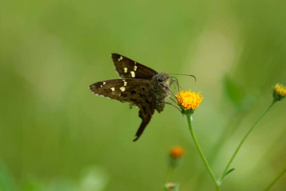 Butterfly Insect Moths And Butterflies Brush Footed Butterfly