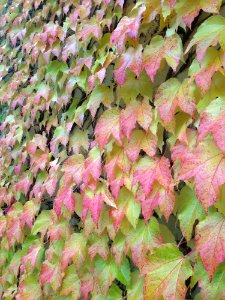 Leaf Plant Autumn Deciduous