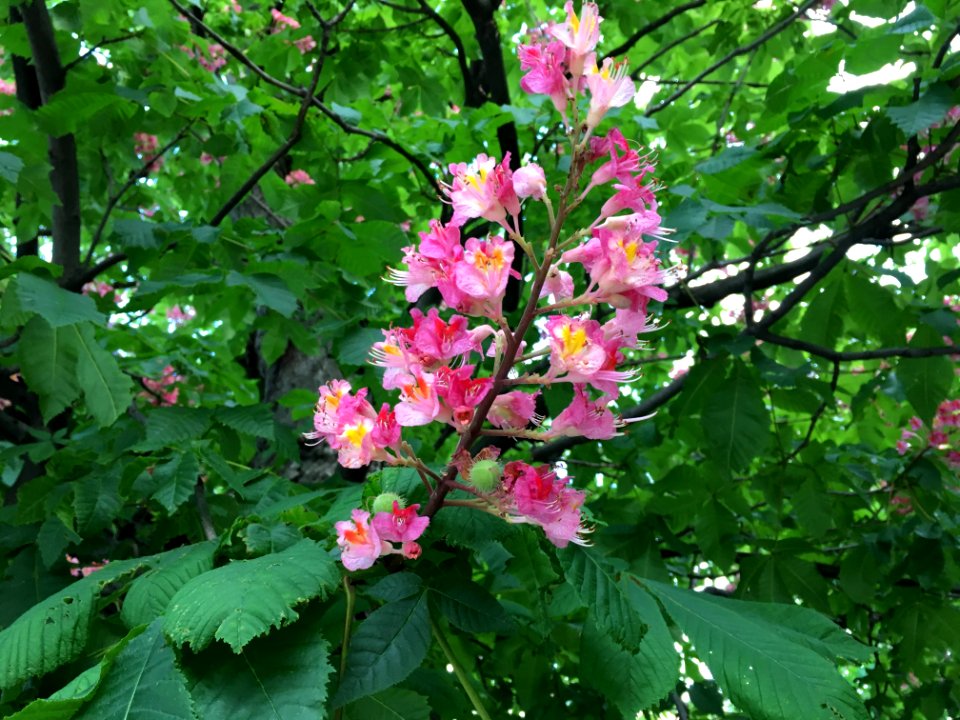 Flower Plant Flowering Plant Flora
