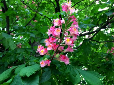 Flower Plant Flowering Plant Flora