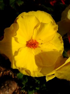 Flower Yellow Flora Wildflower