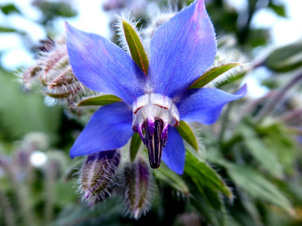 Flora Flower Plant Spring