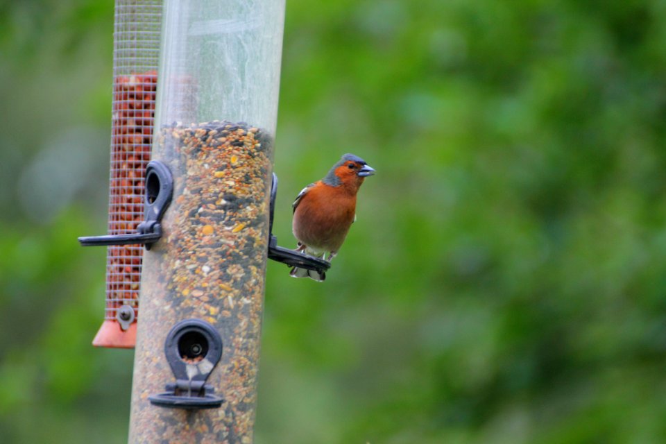 Bird Fauna Beak Bird Feeder