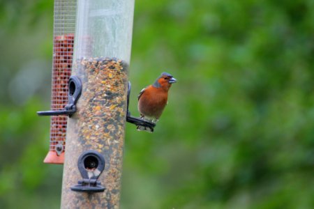Bird Fauna Beak Bird Feeder
