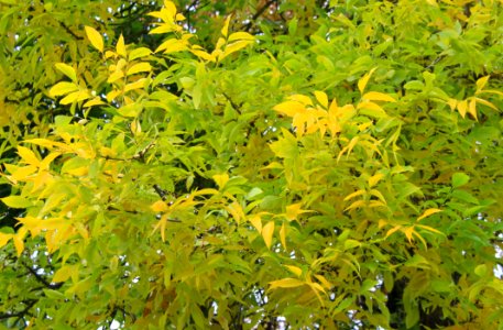 Plant Leaf Tree Autumn