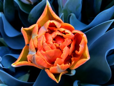 Flower Plant Orange Flora