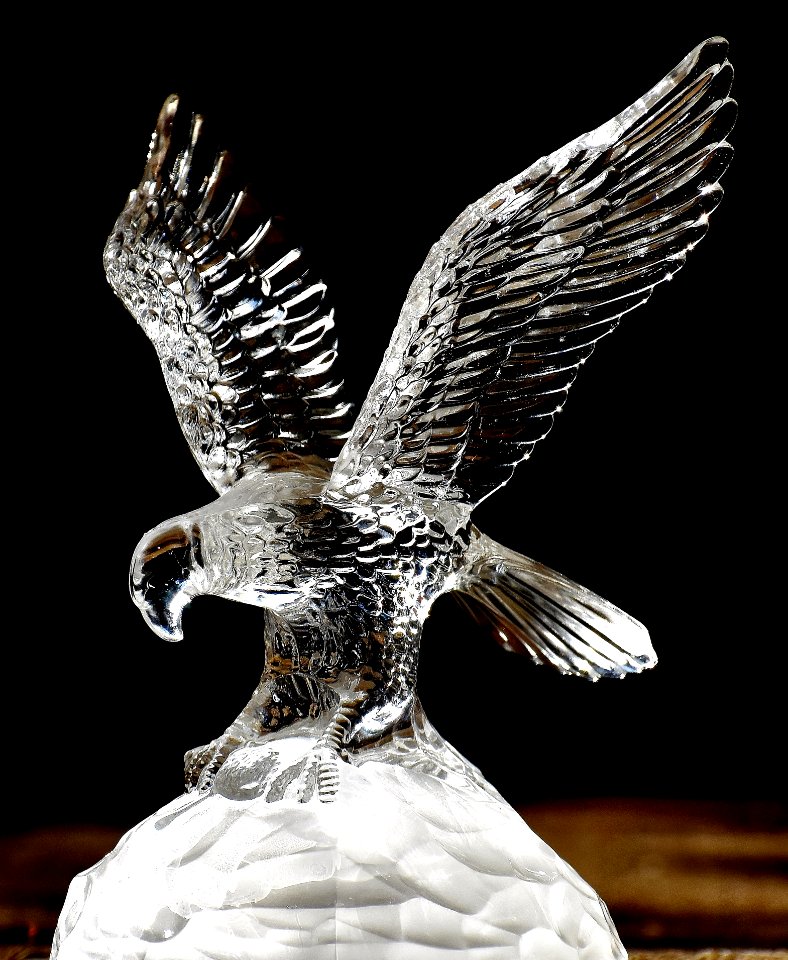 Bird Of Prey Eagle Fauna Bird