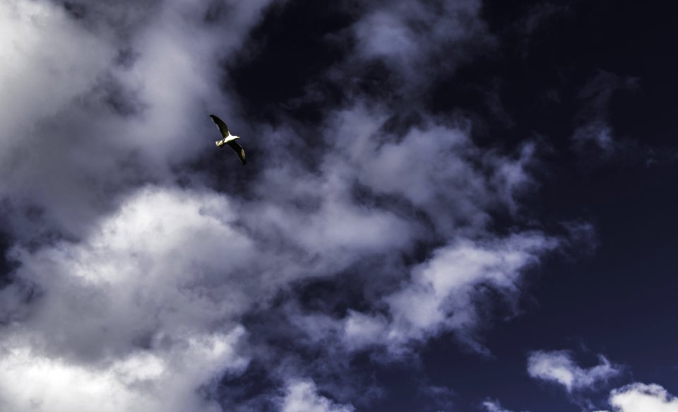 Low Angle Photography Of Grey Flying Bird