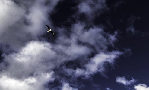 Low Angle Photography Of Grey Flying Bird photo
