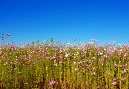 Photography Of Flowers Under Clear Sky photo
