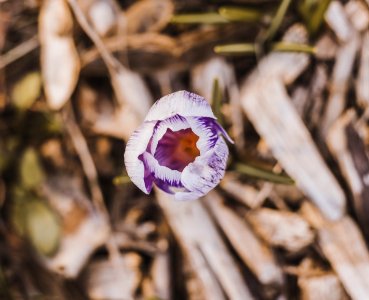 White And Purple Petaled Flower photo