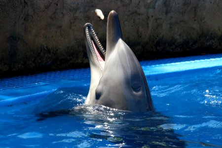 Gray Dolphin On Blue Water