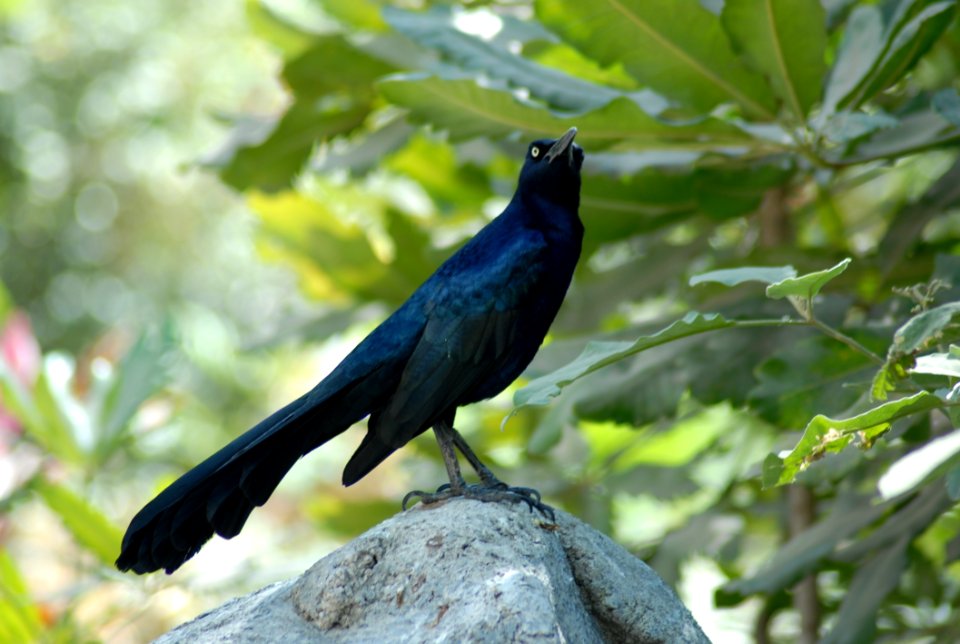 Bird Fauna Beak Blackbird