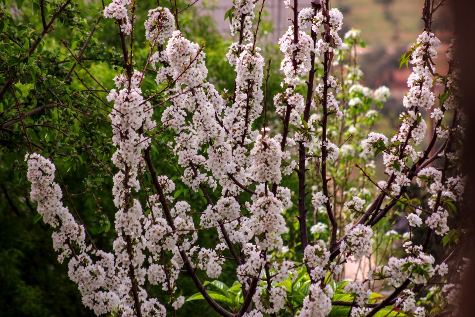 White Petaled Flowers