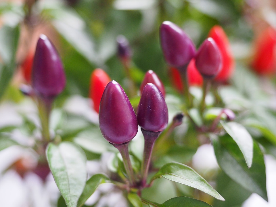 Violet capsicum salsa paprika