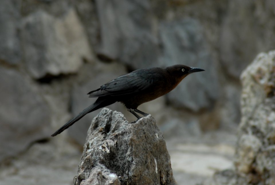 Bird Fauna Beak Organism