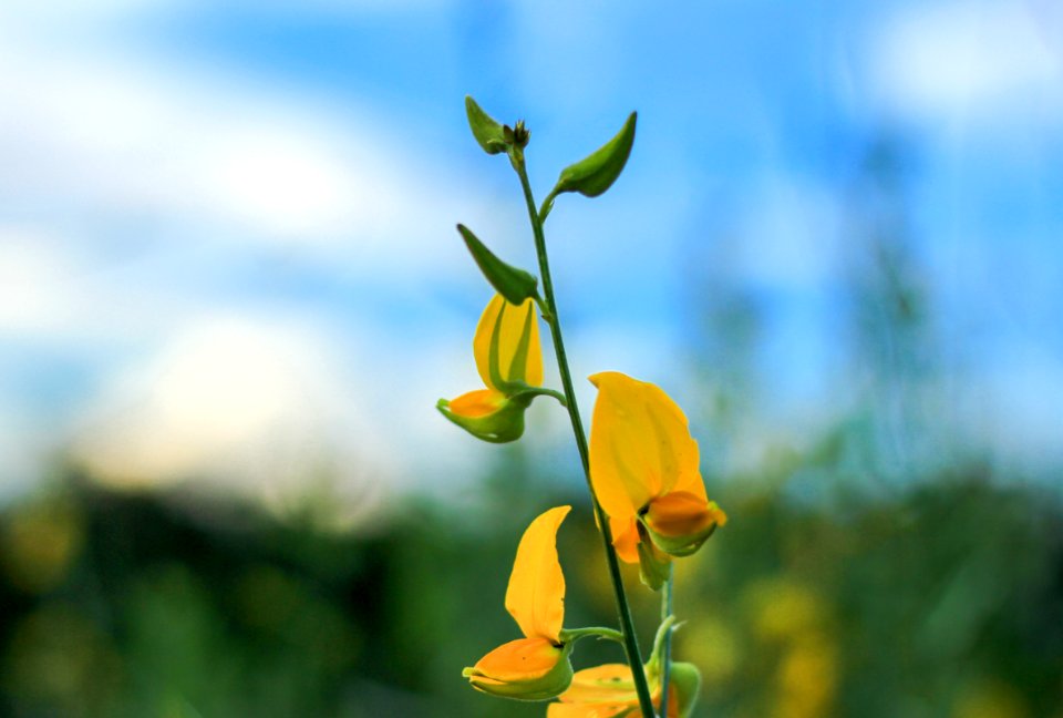 Flower Yellow Flora Wildflower