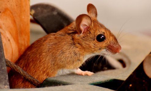 Mouse Fauna Muridae Mammal photo