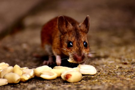 Mouse Fauna Mammal Wildlife photo