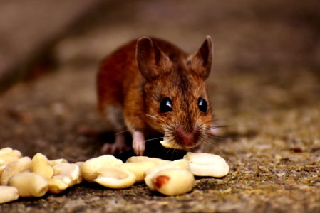 Mouse Fauna Mammal Wildlife