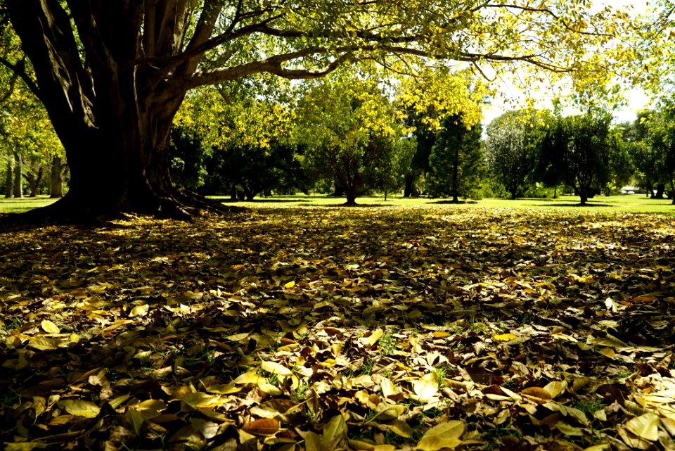 Leaf Nature Tree Autumn