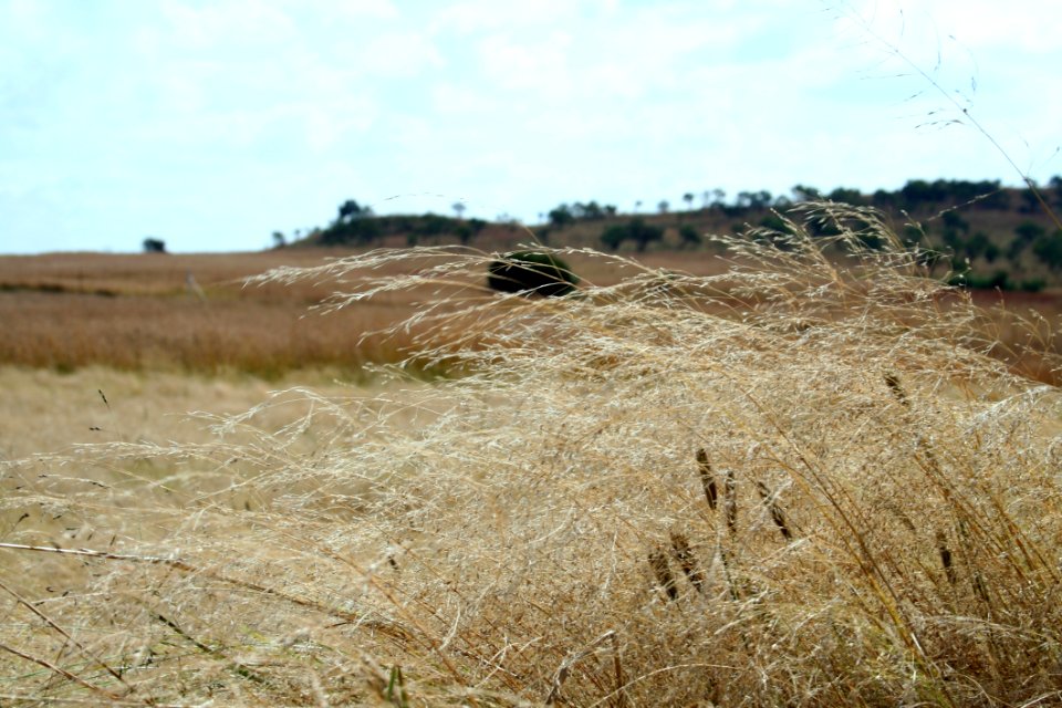 Ecosystem Prairie Grassland Grass