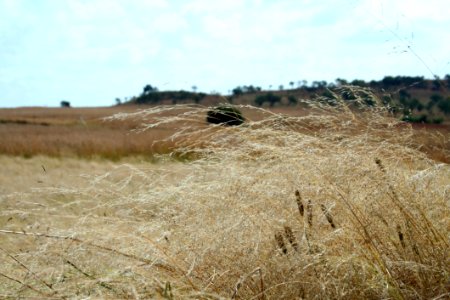 Ecosystem Prairie Grassland Grass photo