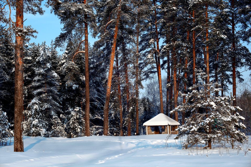 Snow Winter Tree Nature